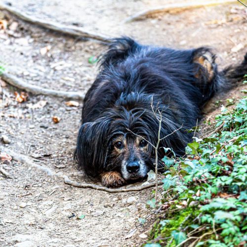 pexels-frank-grun-1020875-3995221 pexels-frank-grun-1020875-3995221